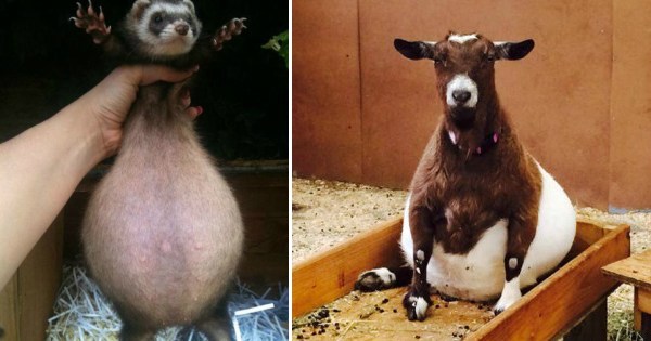 50+ Cute Animals Who Are Very Pregnant Right Now - Pulptastic.