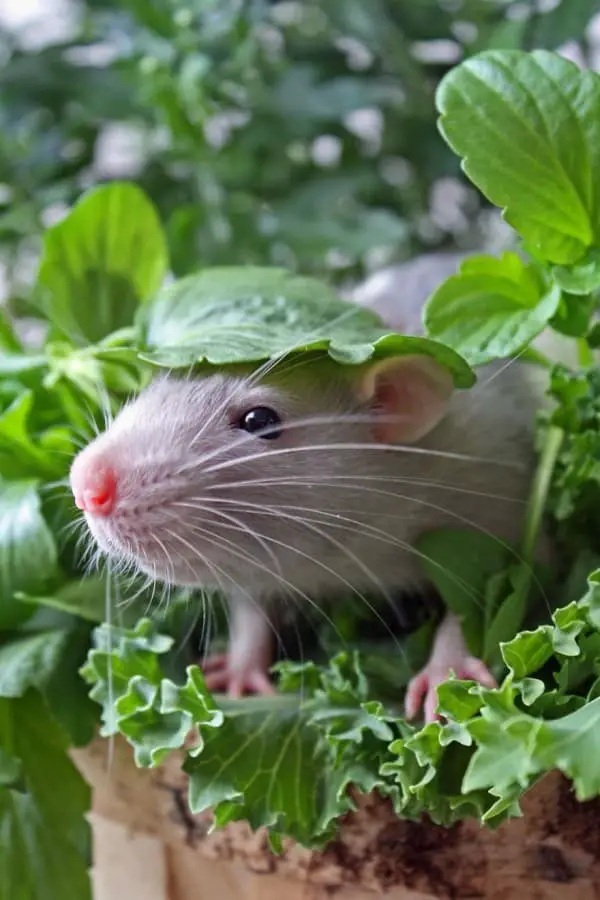 28 Adorable Pet Rats That Prove Rats Can Make Really, Really Cute Pets ...