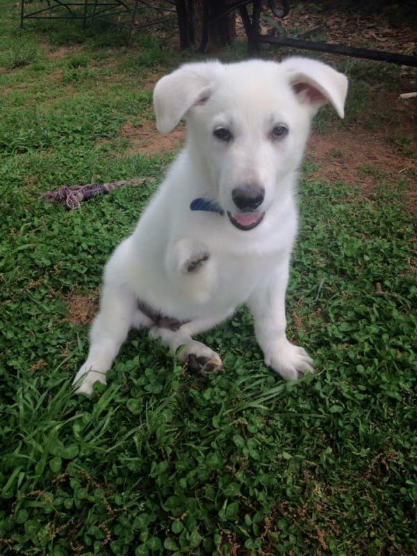 Puppy Without A Paw Becomes The Perfect Companion For Girl With No Feet ...