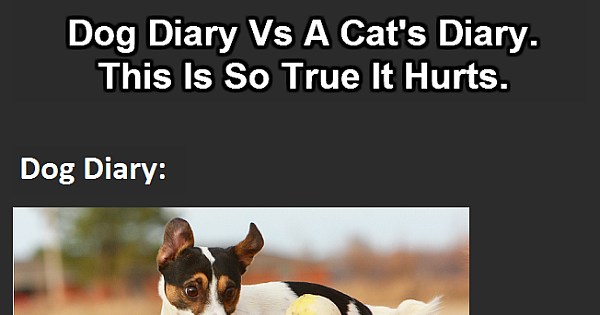 Cats Vs Dogs: This Is The Best Diary Comparison Ever. - Pulptastic