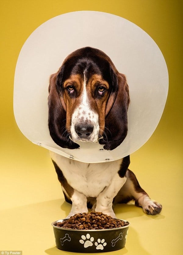 For dogs wearing the cone of shame meal times can become a nightmare 