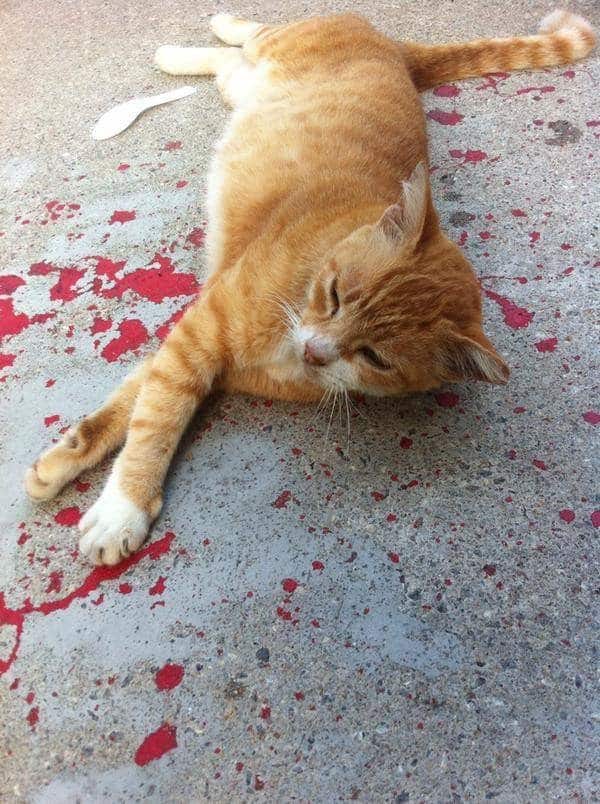 This Bleeding Cat Was Left For Dead Until A Good Samaritan Stepped In