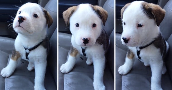 Cute Puppy Gets The Hiccups, And Has Absolutely No Idea What To Do With