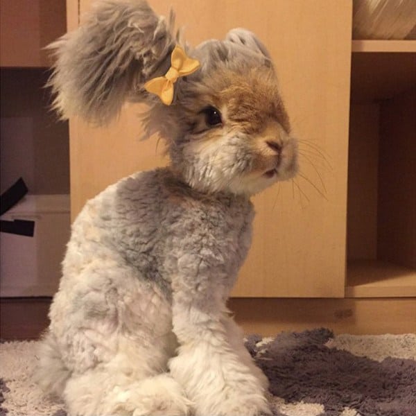 Meet Wally, The Fluffy Bunny With Giant Wings For Ears