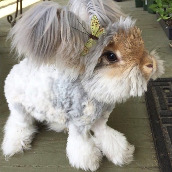 huge fluffy bunny