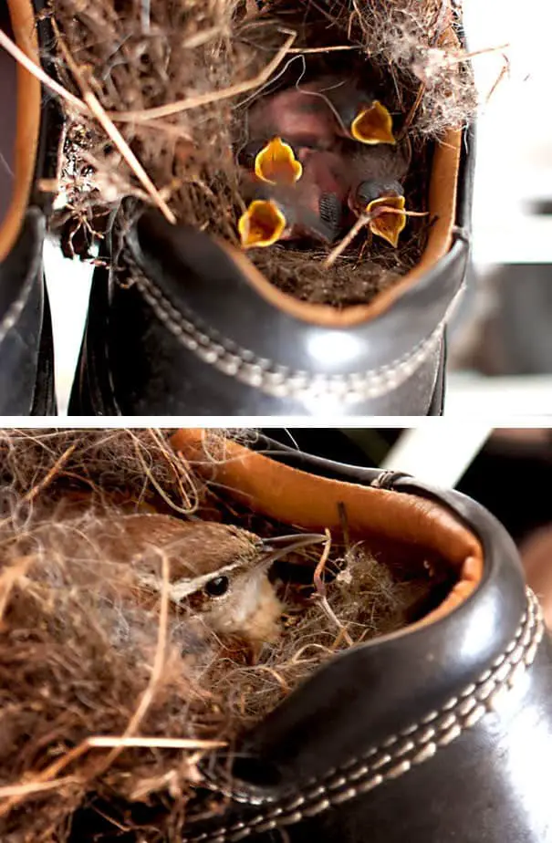 36 Unusual Nests That Show How Adaptable And Clever Birds Are