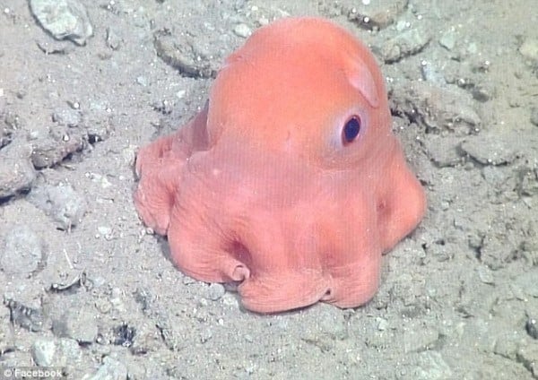 This Newly Discovered Octopus Is So Cute It's Being Called 'ADORABILIS'
