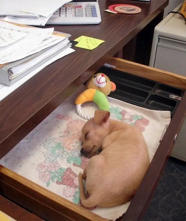 bring-puppy-to-work-43__605