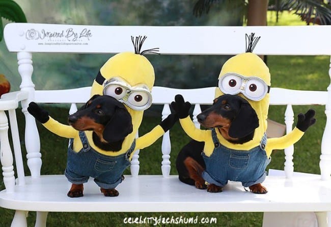 Watch These Wiener Dogs Play In Hilariously Adorable Minion Costumes ...
