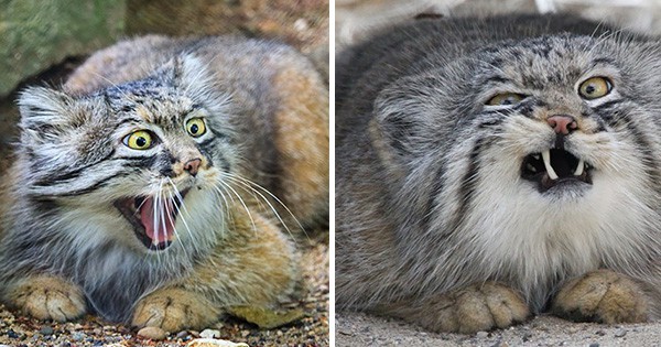 25 Photos That Prove Manul Cats  Have The Best Facial 