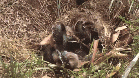 Watch This Gutsy Mommy Rabbit Beat Up A Snake That Was Attacking Her Babies