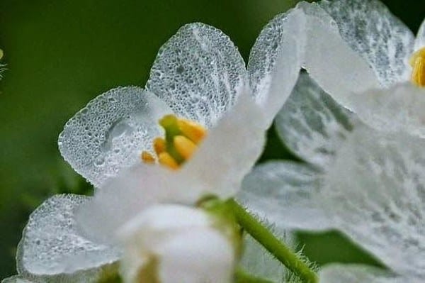 amazing white skeleton flower turns completely transparent in