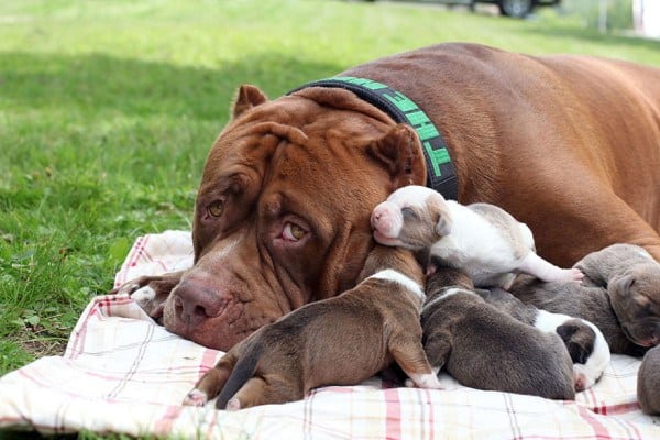 Meet Hulk The World S Largest Pit Bull Whose Adorable Puppies Are Worth Half A Million Dollars