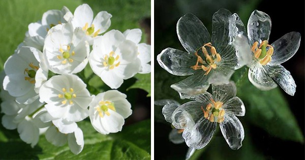 amazing white skeleton flower turns completely transparent in