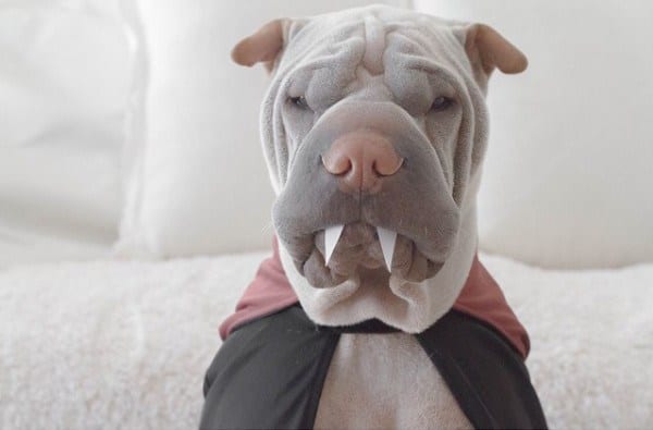 Meet Paddington, The Wrinkly Shar Pei With A Stoic Expression Who Likes