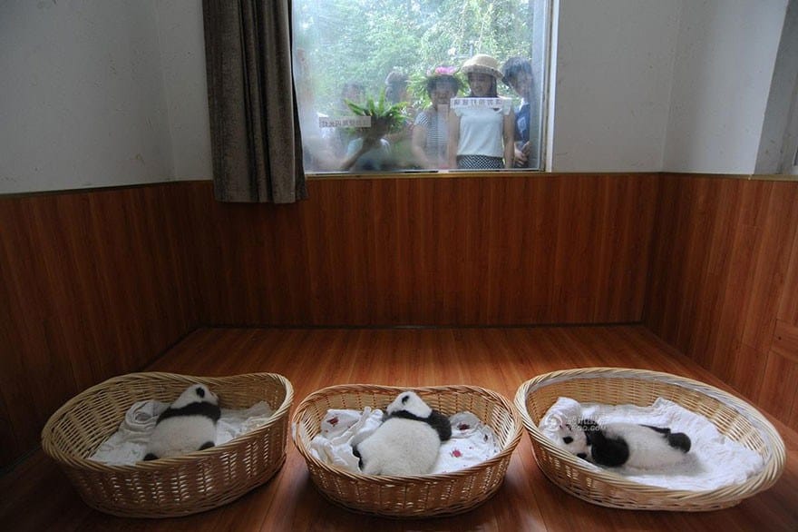 You Have Got To See These Baby Pandas Sleeping In Baskets Right Now