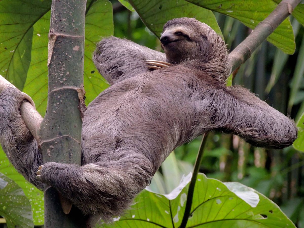 10 Reasons Why The Sloth Might Actually Be Your Spirit Animal - Pulptastic