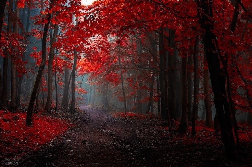 Surreal, Dream-Like Autumn Forests Captured By Self-Taught Czech ...