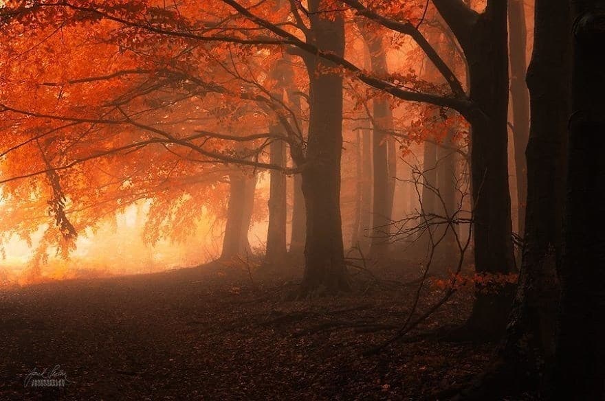 Surreal, Dream-Like Autumn Forests Captured By Self-Taught Czech ...