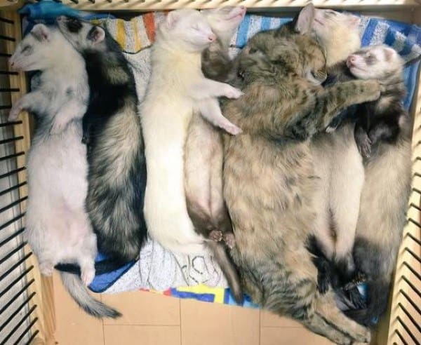 Rescue Kitten Adopted By Six Ferret Older Brothers Thinks It's A Ferret