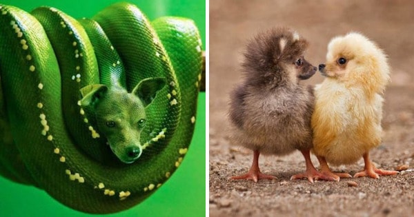 17 Weird and Wonderful Animal Hybrids That You Wish Were Real - Pulptastic