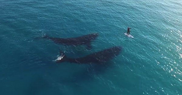 Incredible Drone Footage Captures Meeting Between Giant Whales And Tiny ...