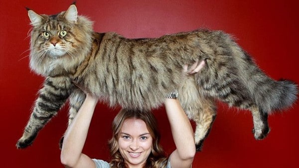 Maine Coon (Cat)