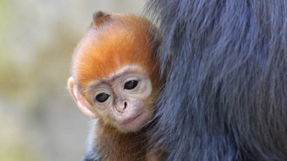 Meet Nangua, A Very Rare (And Very Adorable) Bright Orange Baby Monkey