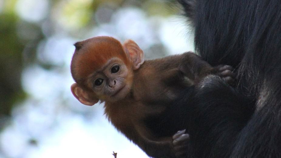 Meet Nangua A Very Rare And Very Adorable Bright Orange Baby Monkey