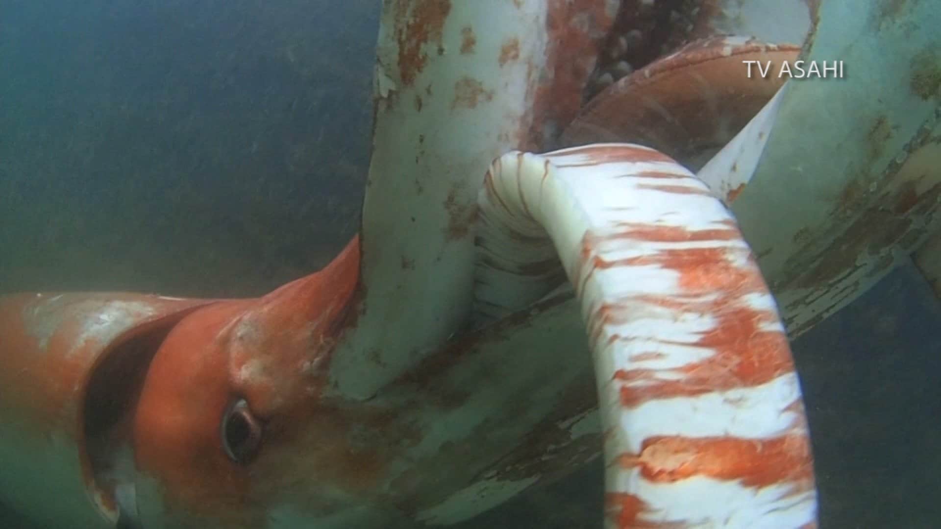 Extremely Rare Sighting Of Giant Squid Captured On Video In Japanese Bay