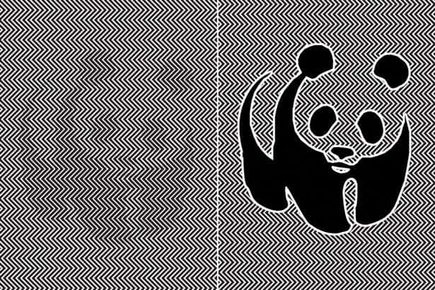People Are Being Bamboo-zled By This Disappearing Panda Optical Illusion