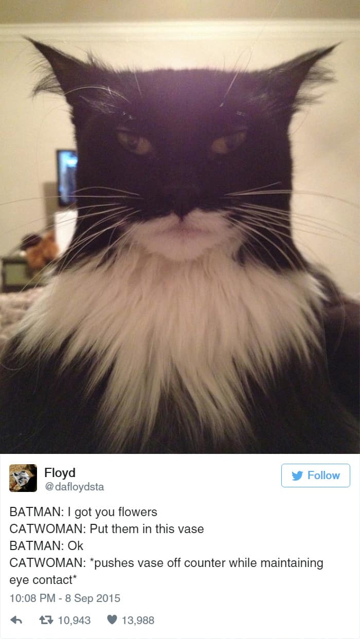 30 Hilarious Tweets That Only Cat People Will Understand Pulptastic