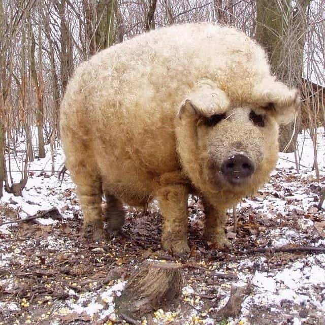 Are These Fuzzy “Sheep-Pigs” With Dog-Like Personalities The Perfect Pet?