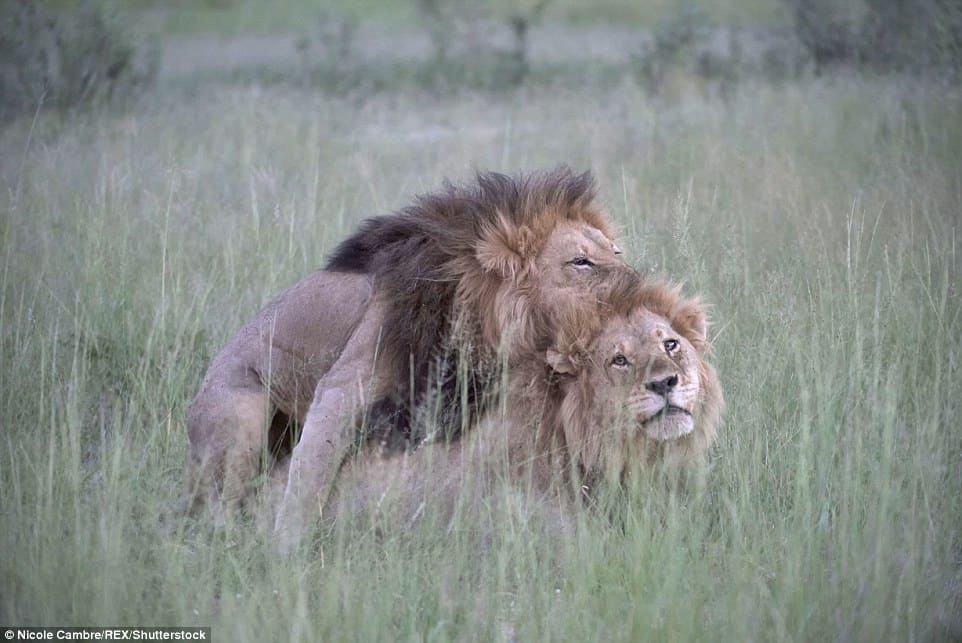 Do These Incredible Photos Of Male Lions “Mating” Prove Animals Can Be Gay?  - Pulptastic