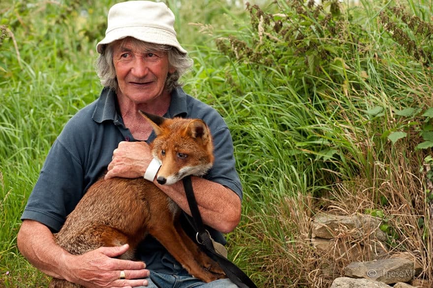 Kindhearted Irishman Rescues Foxes And Now They Won’t