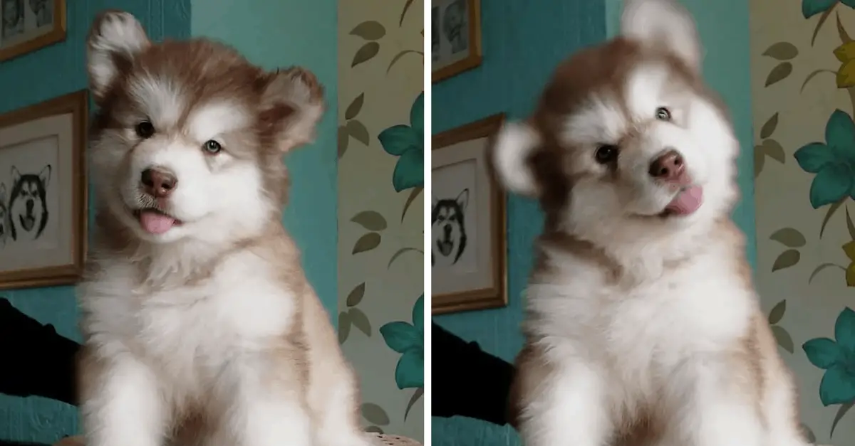 21 Adorable Puppy Head Tilts To Brighten Up Your Monday