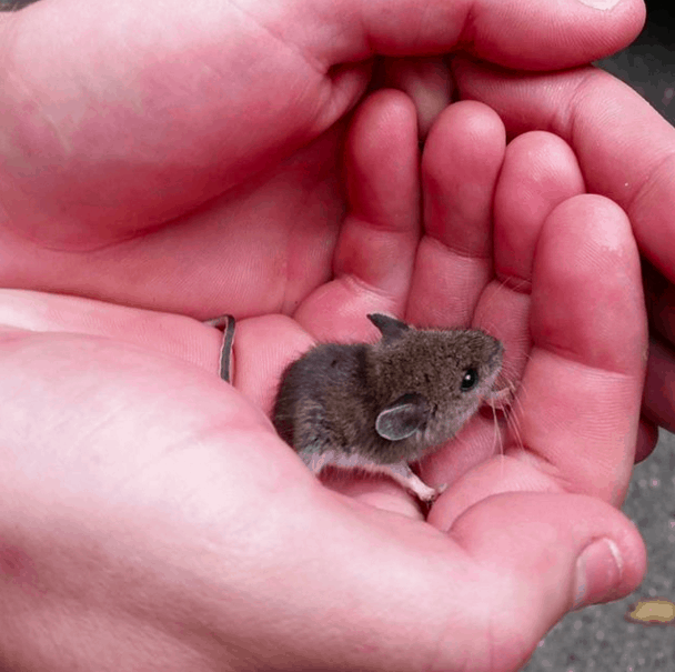 24 Tiny Baby Animals Who Are Too Adorable For This World