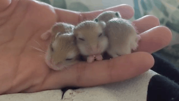 24 Tiny Baby Animals Who Are Too Adorable For This World