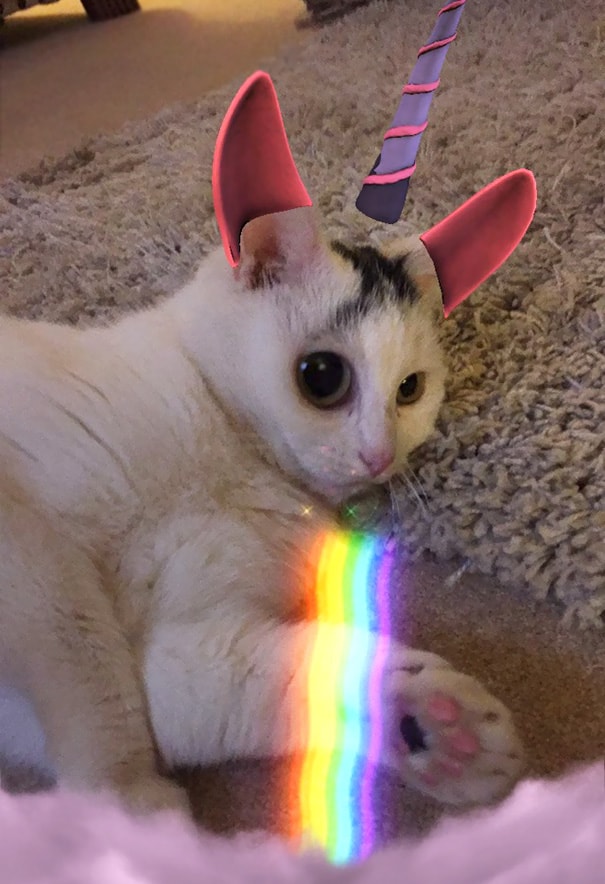 People Are Using Snapchat Filters On Their Pets And The ...
