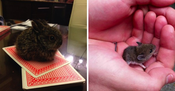 24 Tiny Baby Animals Who Are Too Adorable For This World - Pulptastic