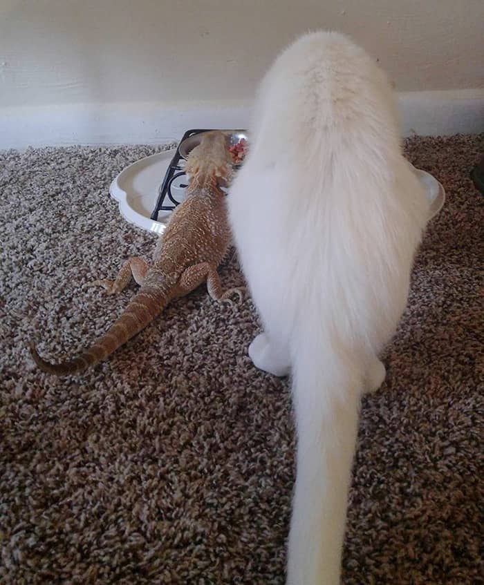 This Cat And Bearded Dragon Are The Unlikeliest Best Friends This Cat And Bearded Dragon Are The Unlikeliest Best Friends