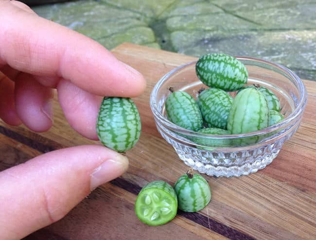 This Bizarre Fruit Looks Like A Tiny Watermelon And Tastes Like A Citrus-Filled Cucumber