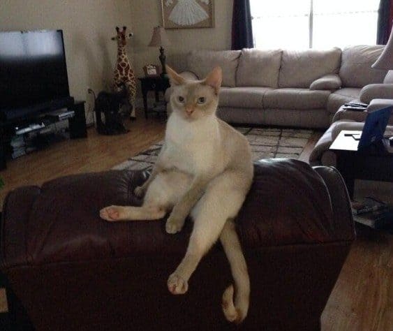 Literally Just Photos Of Cats Who Forgot How To Sit Like Cats
