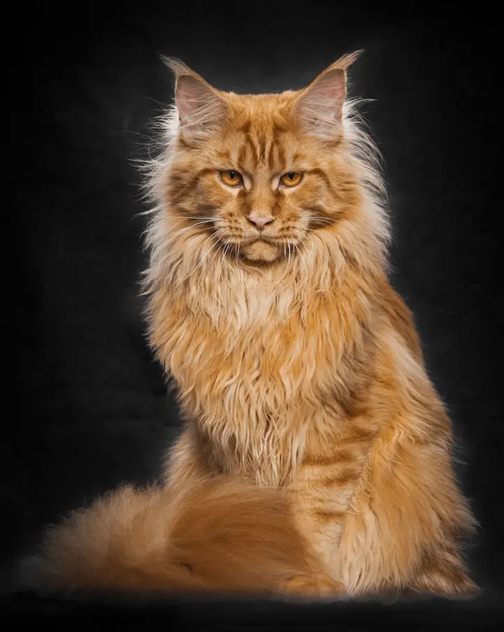 Maine Coon Cats Become Mythical Creatures In These Stunningly Majestic ...