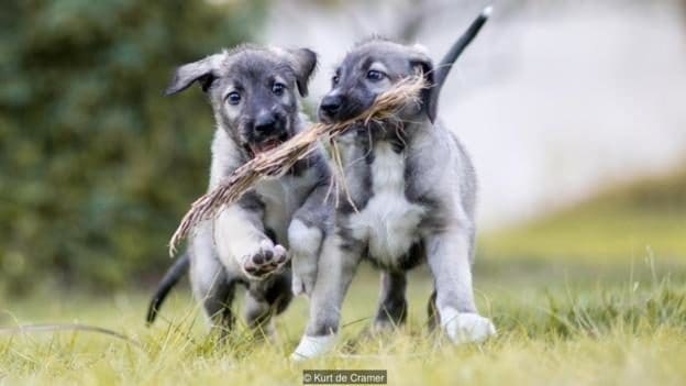 Image result for first identical puppies