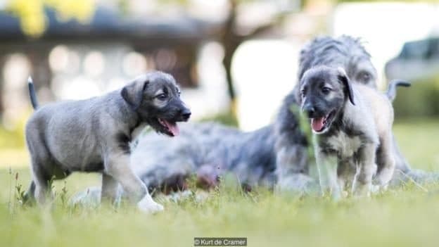 Image result for first identical puppies