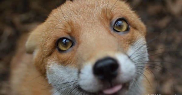 Baby Fox Too Tame For The Wild Lives With Her Favorite People And Works As An Ambassador