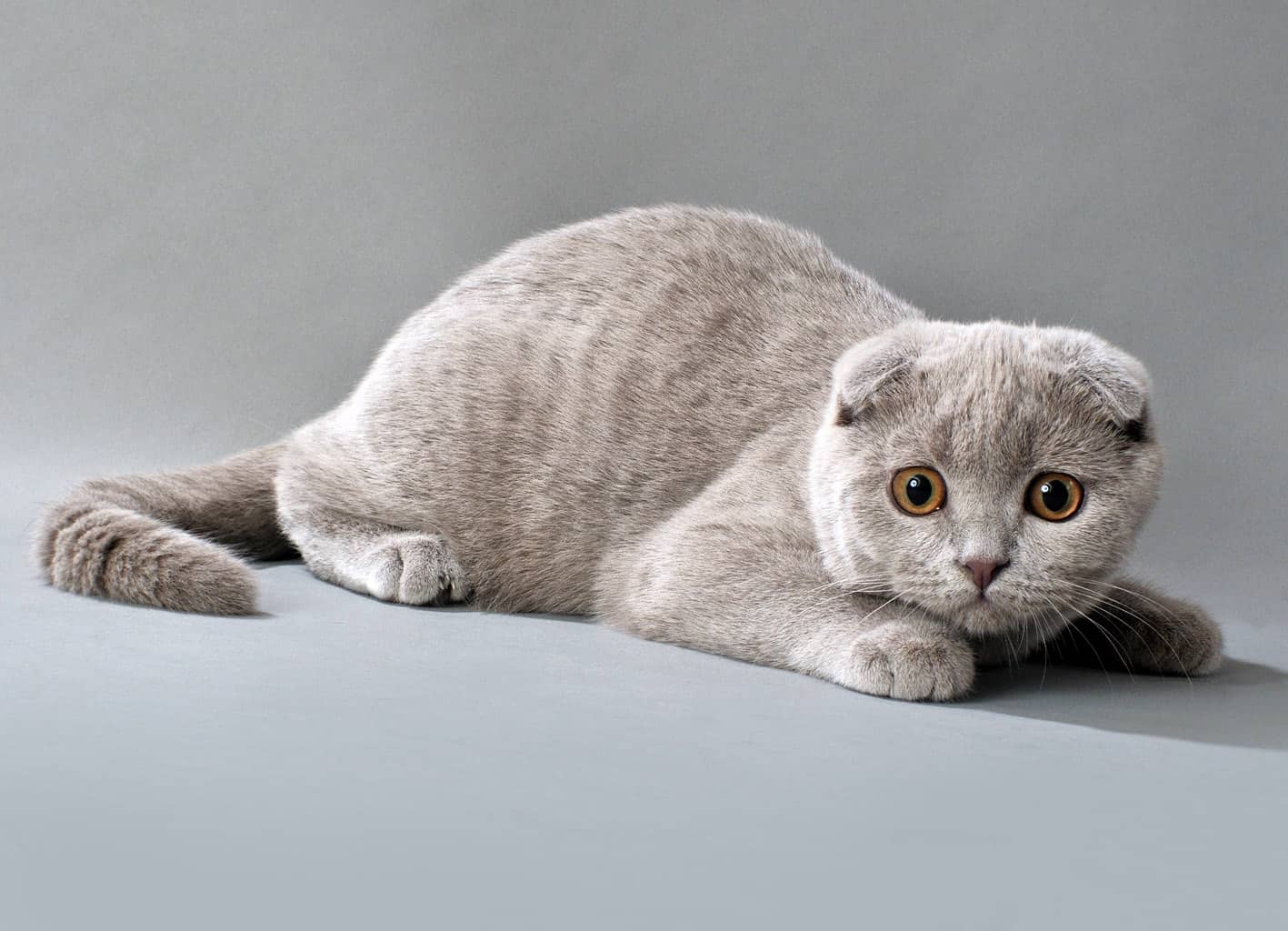 15-of-the-world-s-most-expensive-cats-costing-up-to-100-000