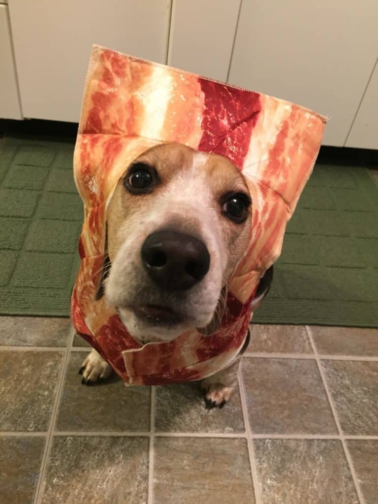 17 Totally Cute Halloween Costumes For Your Favorite Pup And Where To