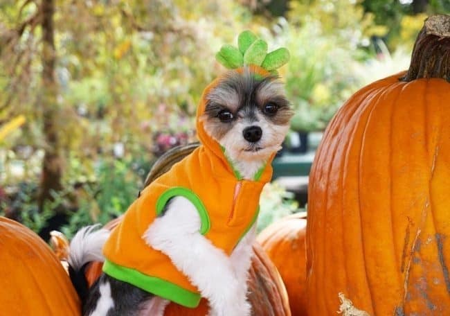 This Dog Just Won Halloween With His Adorable Pumpkin Patch Photo Shoot ...